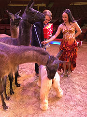 Circus Krone 2017: kuschlinge Lamas und Windhunde übergaben 12.000 Freikarten an die 3.Bürgermeisterin Christine Strobl